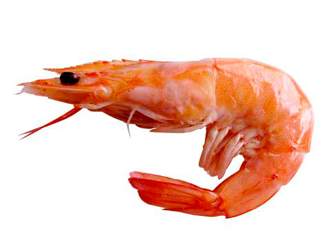 Langostino argentino rojo (Pleoticus muelleri), marisco fresco premium